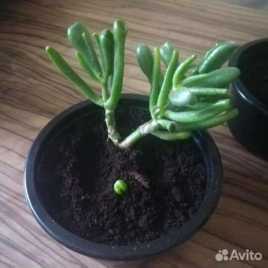 Крассула хоббит