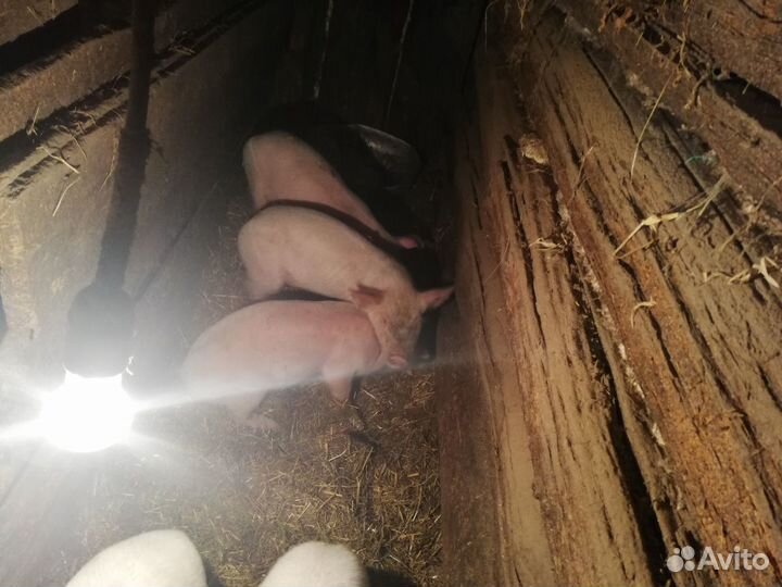 Продаются маленькие поросята