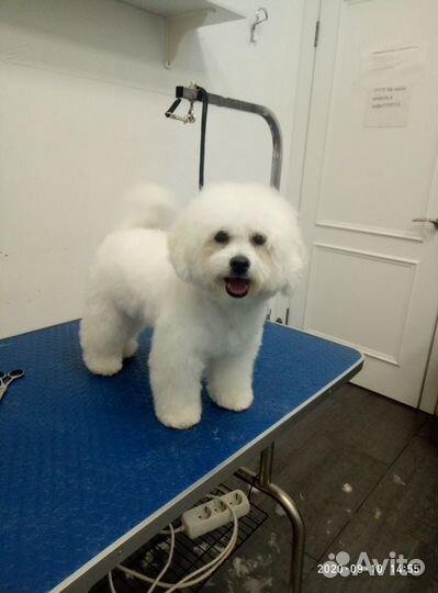 Стрижка домашних животных