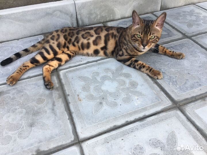 Бенгальский кот в добрые руки