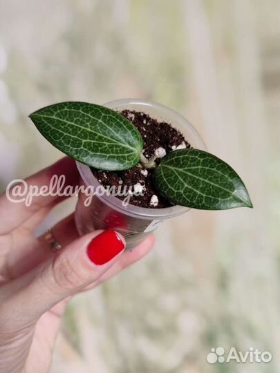 Хойи сортовые