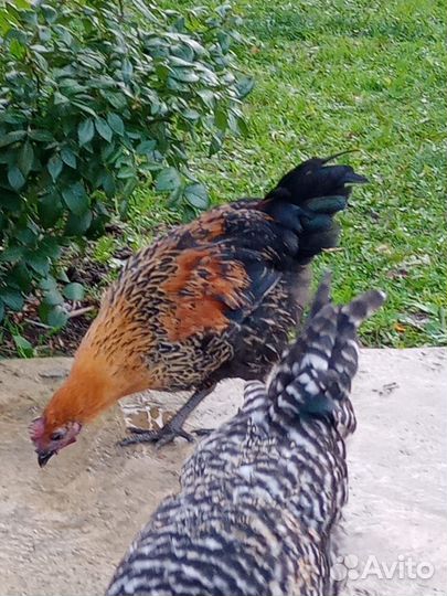 Молодые Петушки