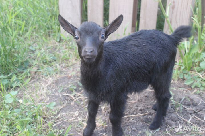 Камеруно-нигерийские козлята