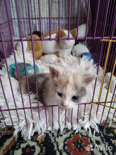 Трехцветный котенок девочка