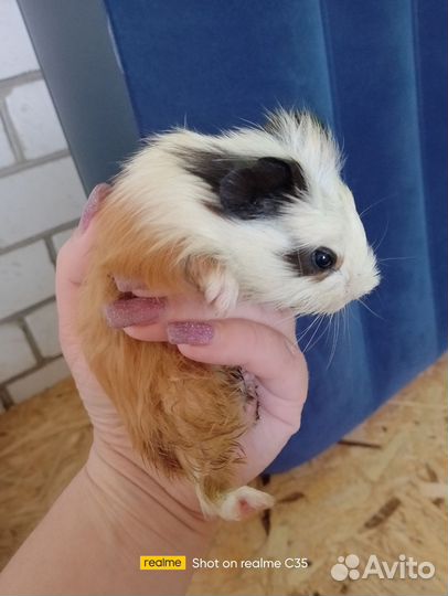 Морская свинка