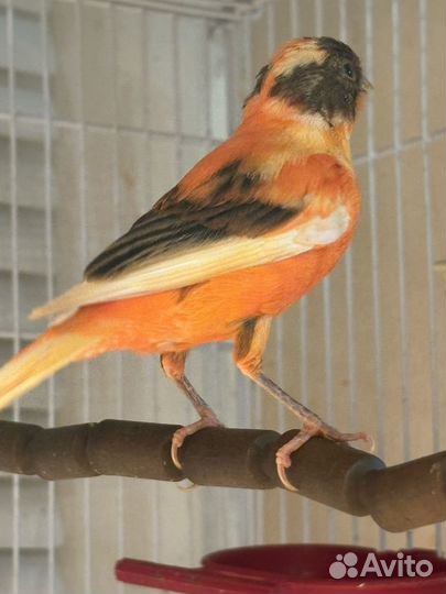 Певчий кенар