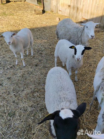 Ягнята дорпер девочки