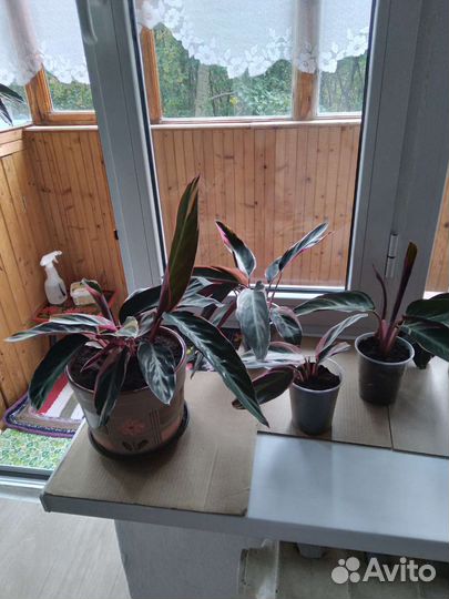 Страманта триколор,молодые растения