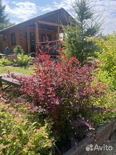 Многолетники