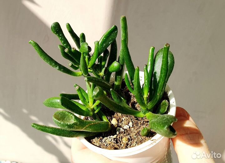 Суккуленты разных видов