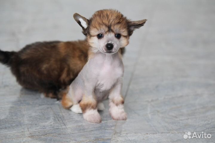 Щенки китайской хохлатой