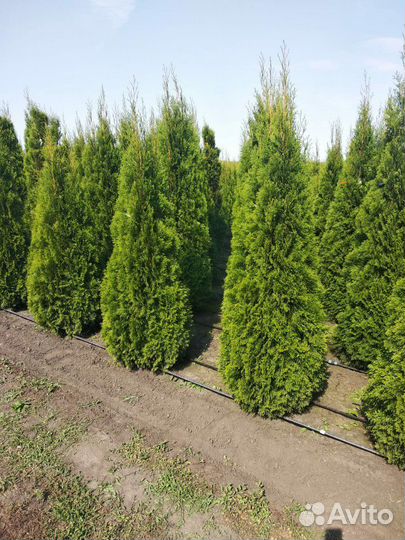Туя экстра Смарагд