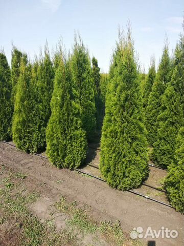 Туя экстра Смарагд