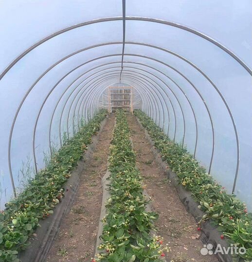 Клубника свежая, домашняя, фермерская, Уральская