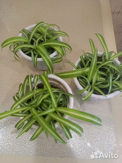 Фикус Бенджамина Кинки и хлорофитум кудрявый