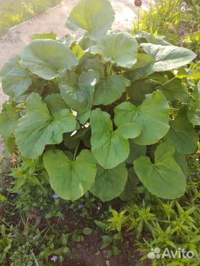 Цветы, многолетники