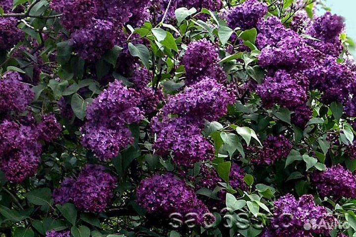 Сирень махровая фиолетовая