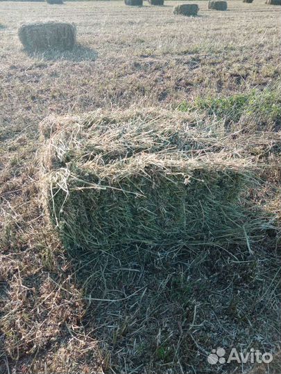 Сено в тюках