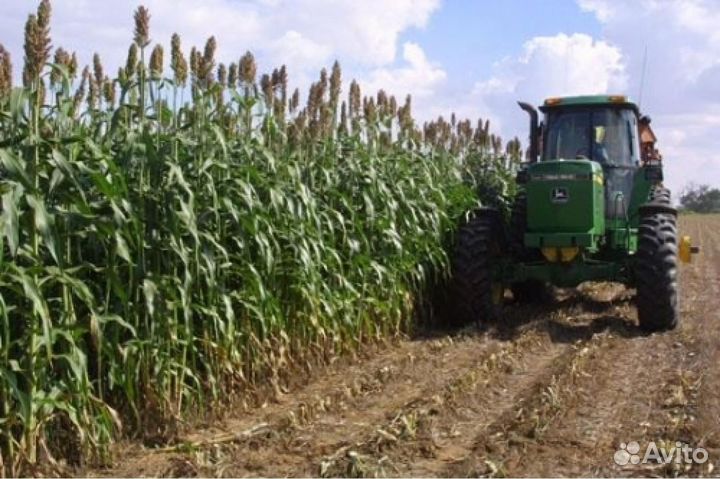 Сорго- суданский гибрид : Сабантуй F-1