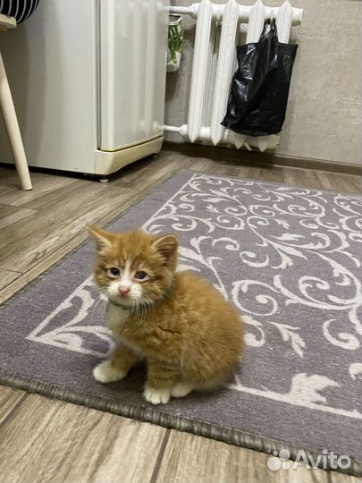 Кошка в дар бесплатно