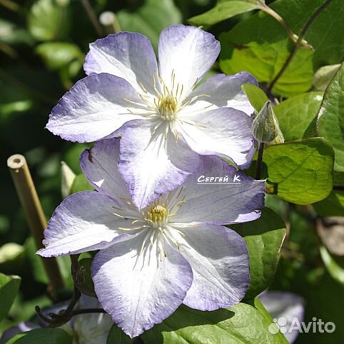 Коллекция хост №3