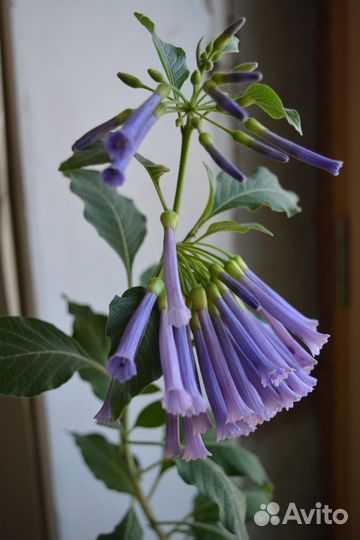 Иохрома Индиго