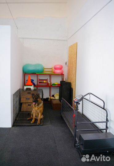 Спорт Дог Дрессировка собак в Астрахани