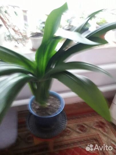 Комнатные цветы