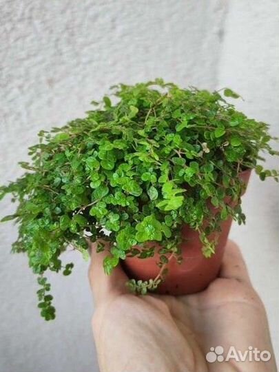 Солейролия