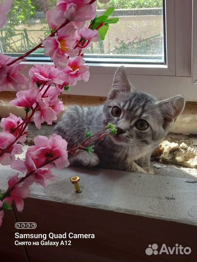 Котенок, кот подросток мальчик