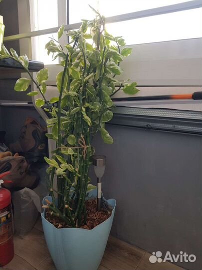 Педилантус