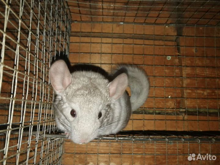 Шиншиллы
