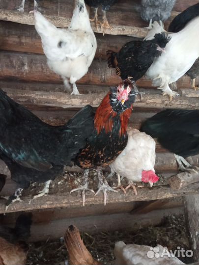 Яйца на инкубацию и петухи