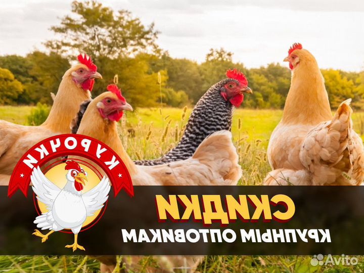 Куры несушки молодки