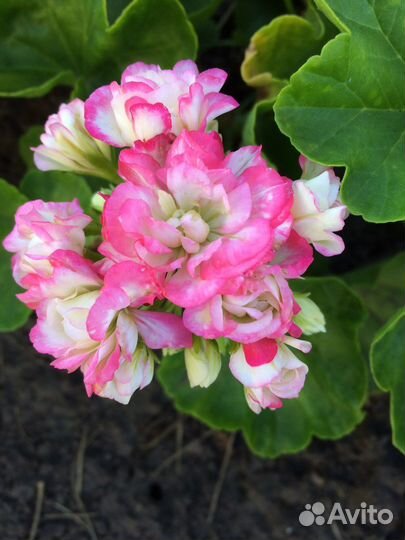 Пеларгония герань сортовая