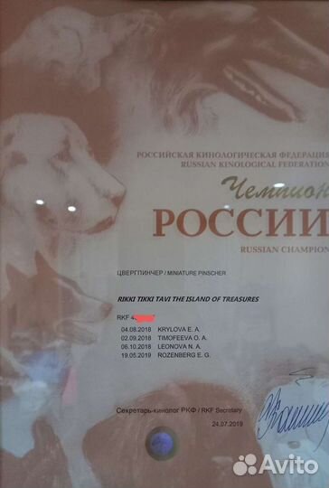 Вязка цвергпинчер