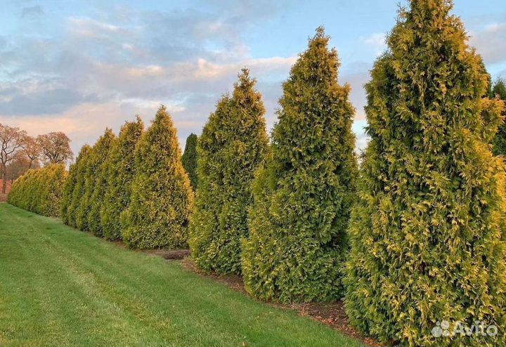 Туя колумна