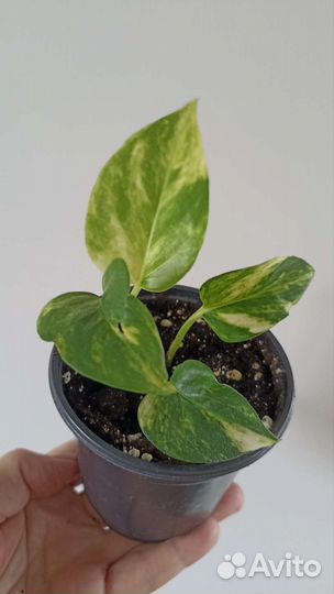 Сциндапсусы Эпипремнумы Комнатные растения Цветы