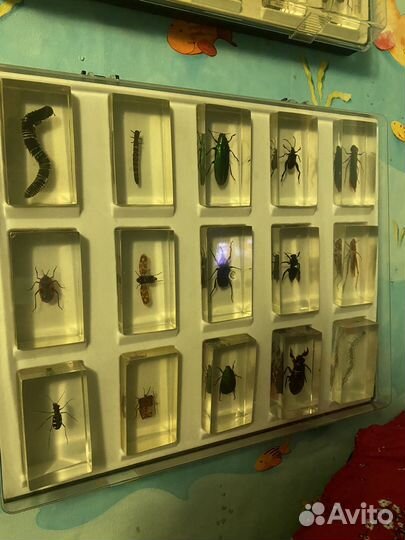 Коллекция насекомых в стекле