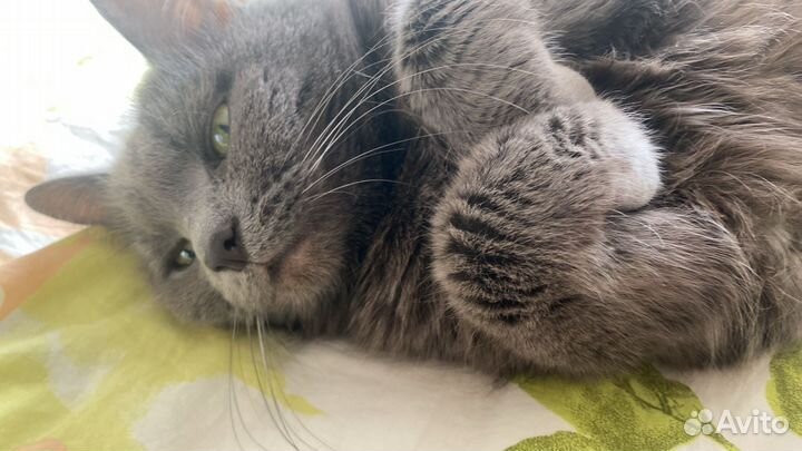 Кошка