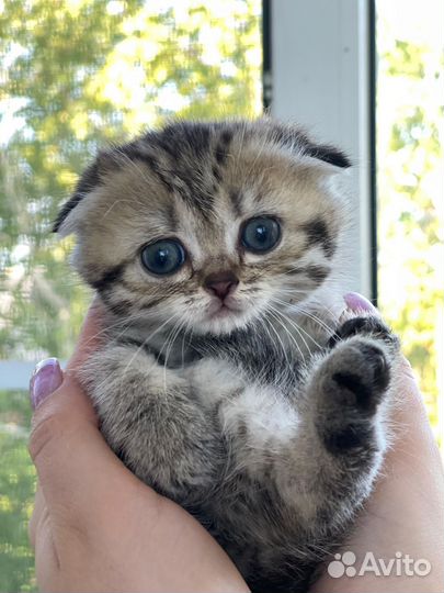 Шотландские котята