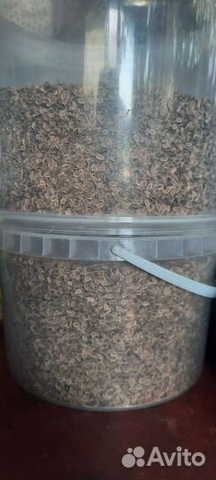 Семена укропа