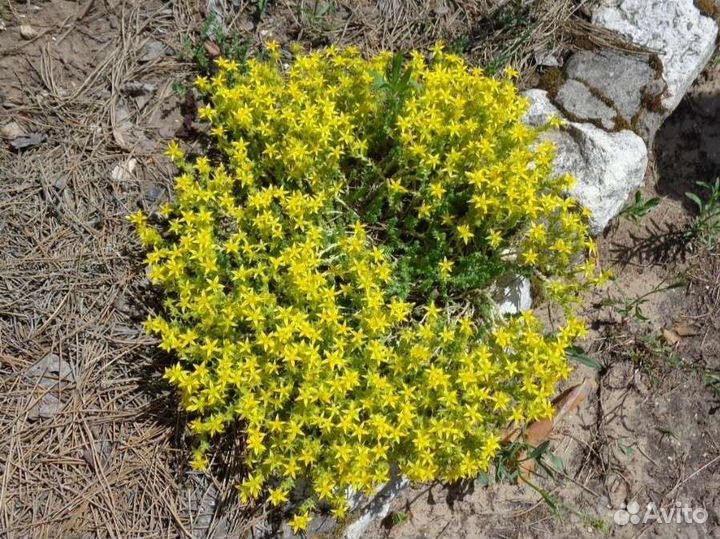 Почвопокровные многолетники