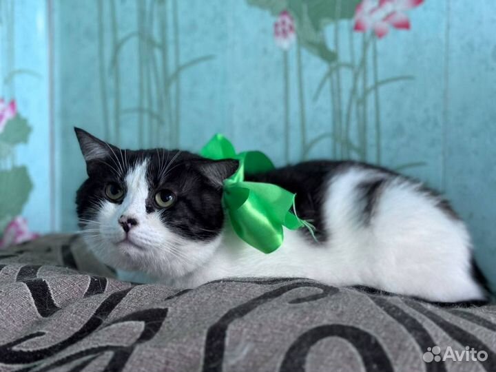 Кот в добрые руки