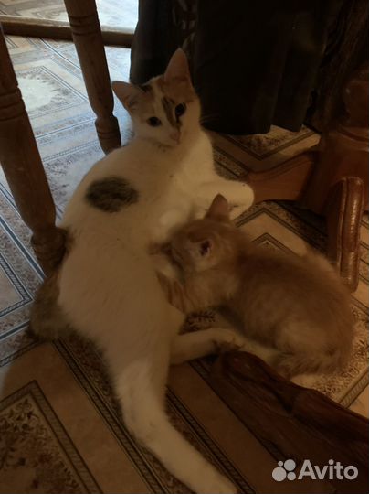 Котята девочки