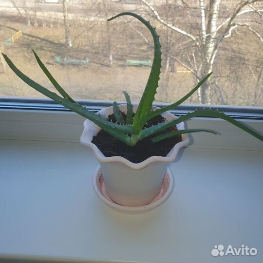 Алоэ столетник