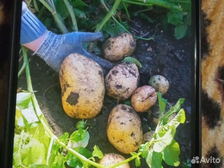 Продам картофель