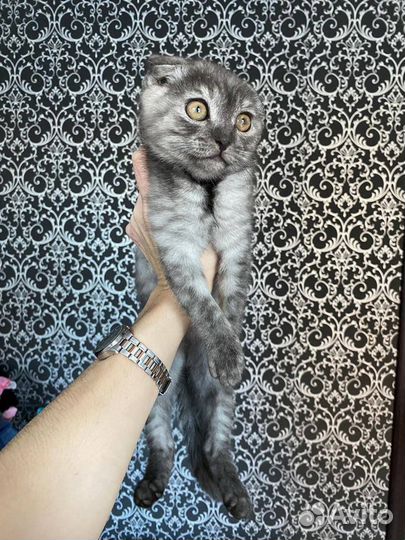 Шотландская вислоухая