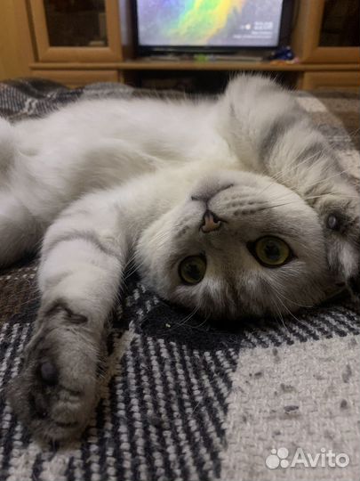 Вязка с шотландским котом