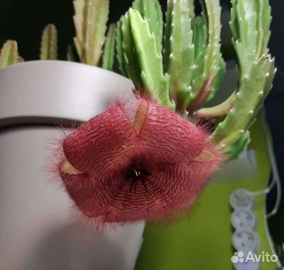 Стапелия Grandiflora